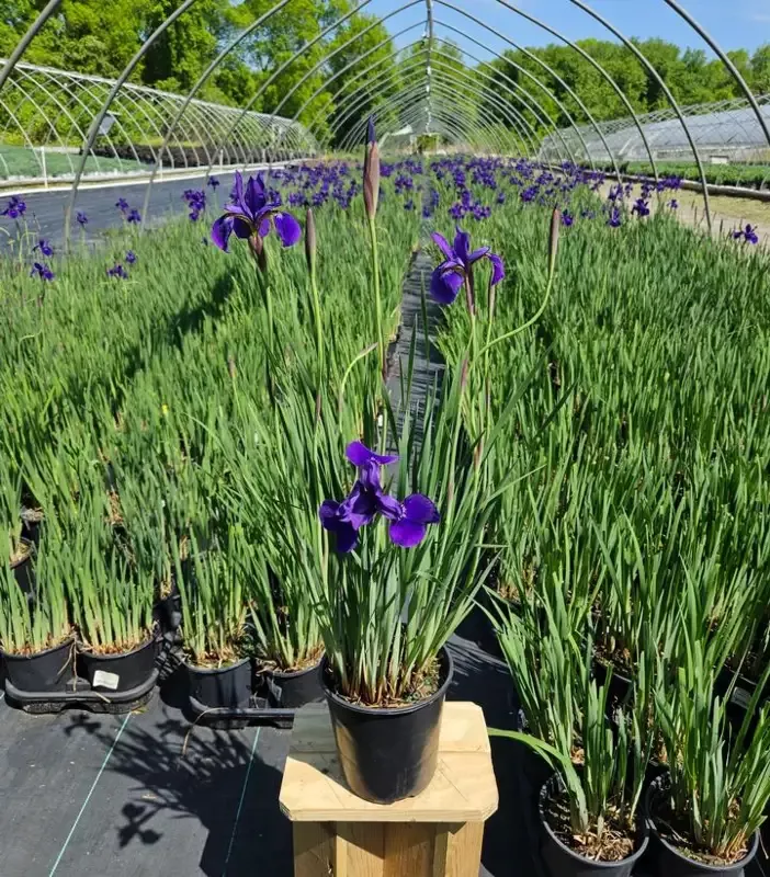 ‘Caesar’s Brother’ Siberian Iris