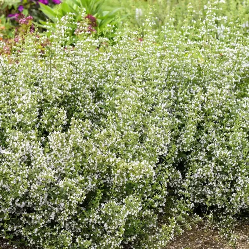 Calamintha nepeta
