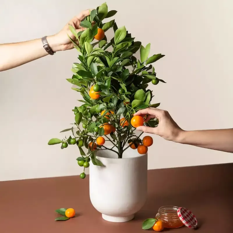 Calamondin / Calamansi