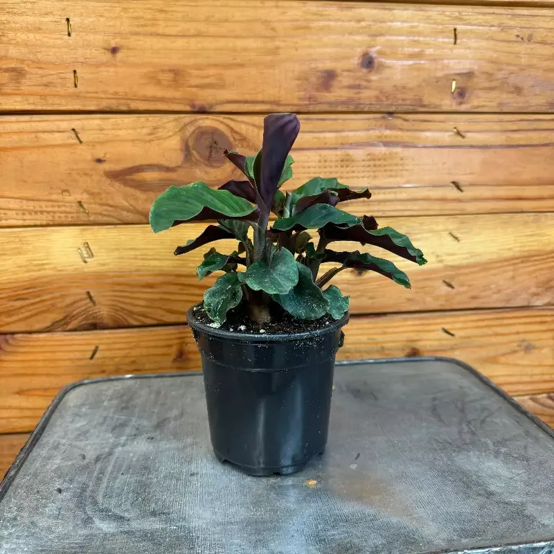Calathea Crocata, 4″ Plant