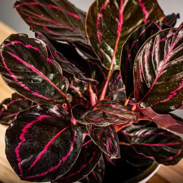 Calathea ‘Dottie’