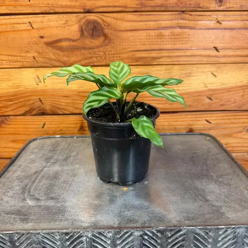 Calathea Freddie, 4″ Plant