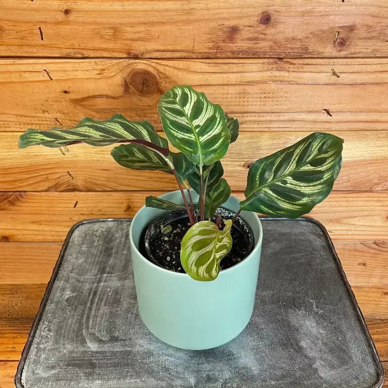 Calathea Makoyana Peacock, 4″ Plant