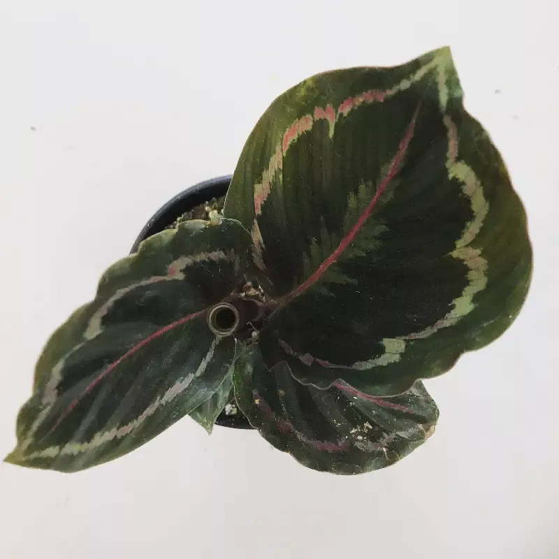 Calathea Medallion, 4″ Plant