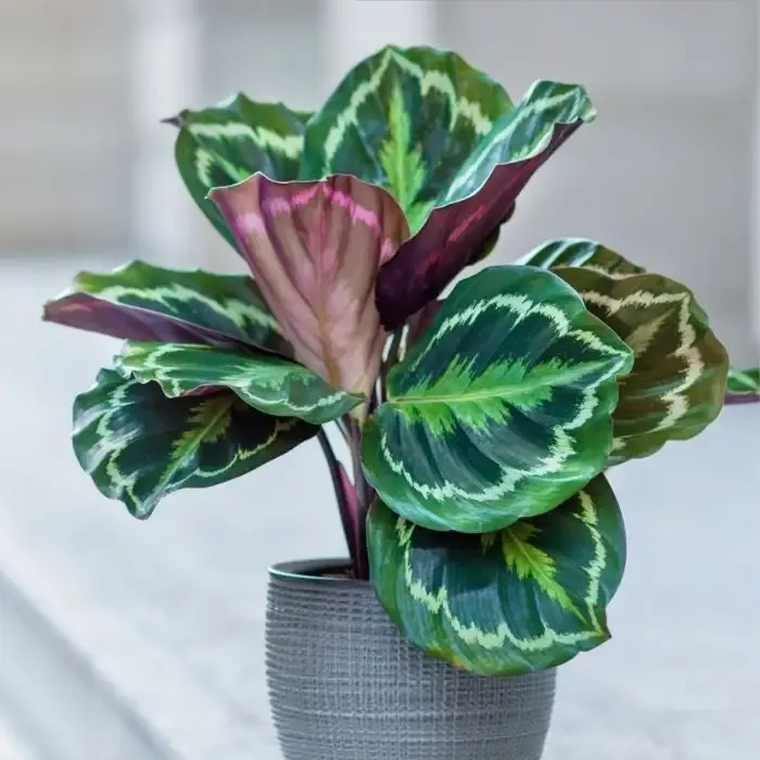 Calathea Medallion
