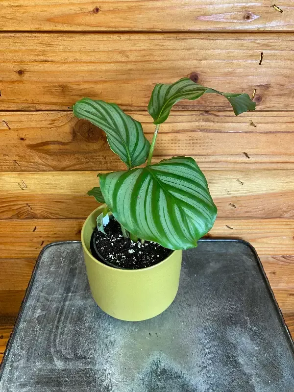 Calathea Orbifolia, 4″ Plant