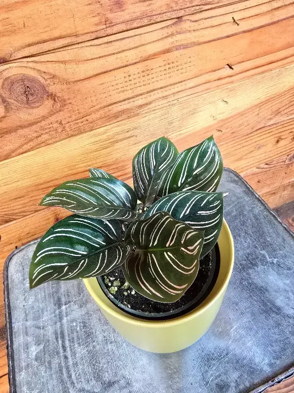Calathea Ornata Pinstripe, 4″ Plant