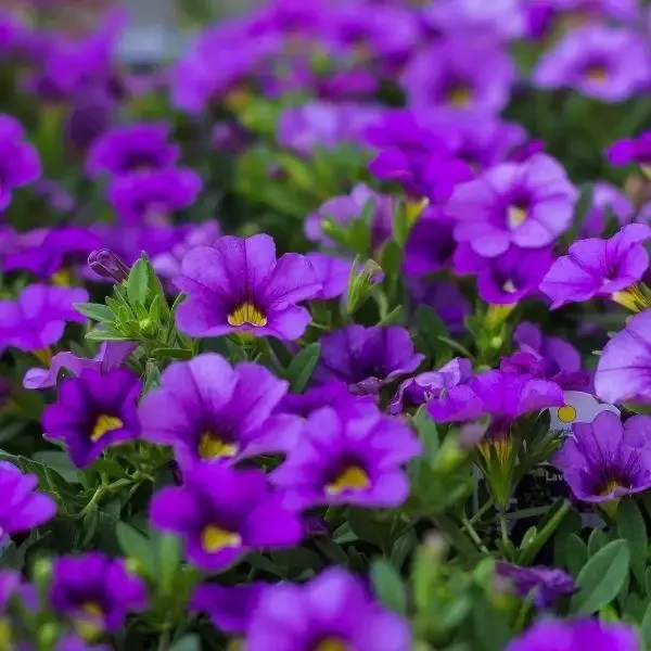 Calibrachoa Dark Blue