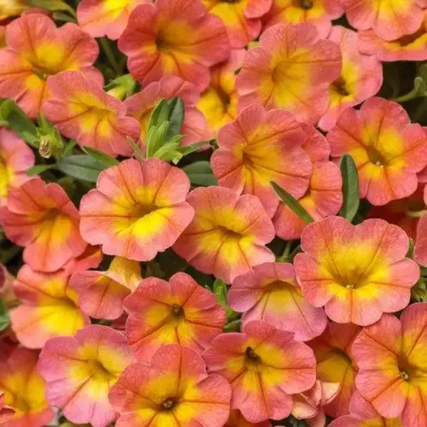 Calibrachoa Superbells Coral Sun
