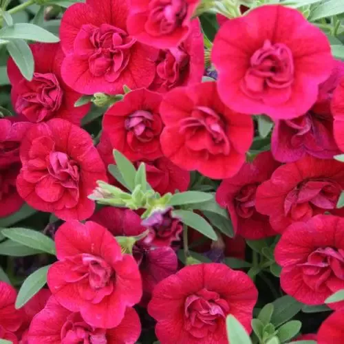 Calibrachoa Superbells Double Ruby