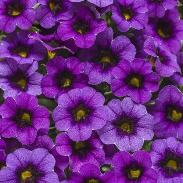 Calibrachoa Superbells Grape Punch