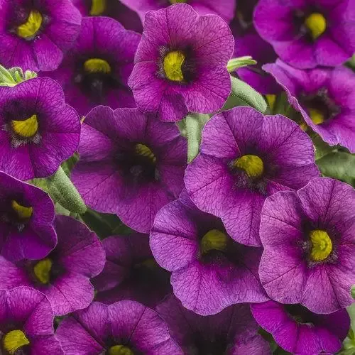 Calibrachoa Superbells Plum