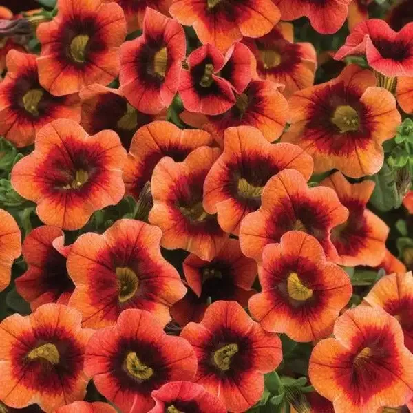 Calibrachoa Superbells Tangerine Punch