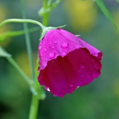 Callirhoe Involucrata (Winecups)
