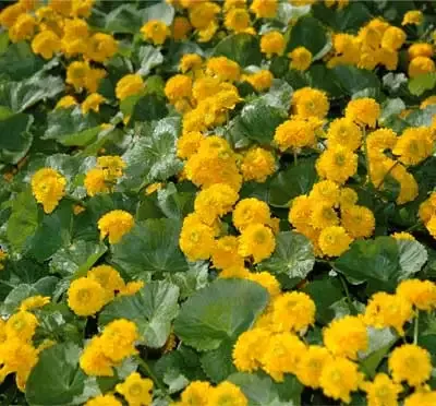 Caltha palustris “Plena” (Double Flowering Marsh Marigold)