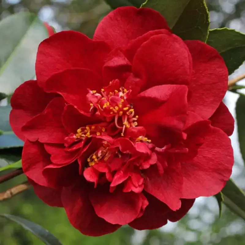 Camellia Kramer’s Supreme-Magnificent Red Blooms