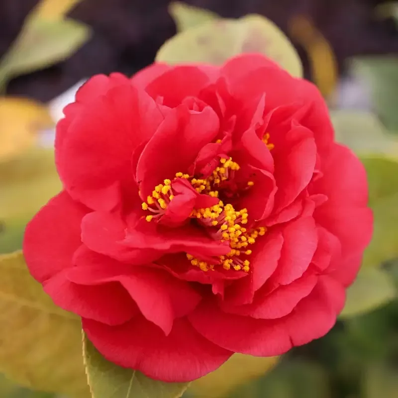 Camellia Kramer’s Supreme
