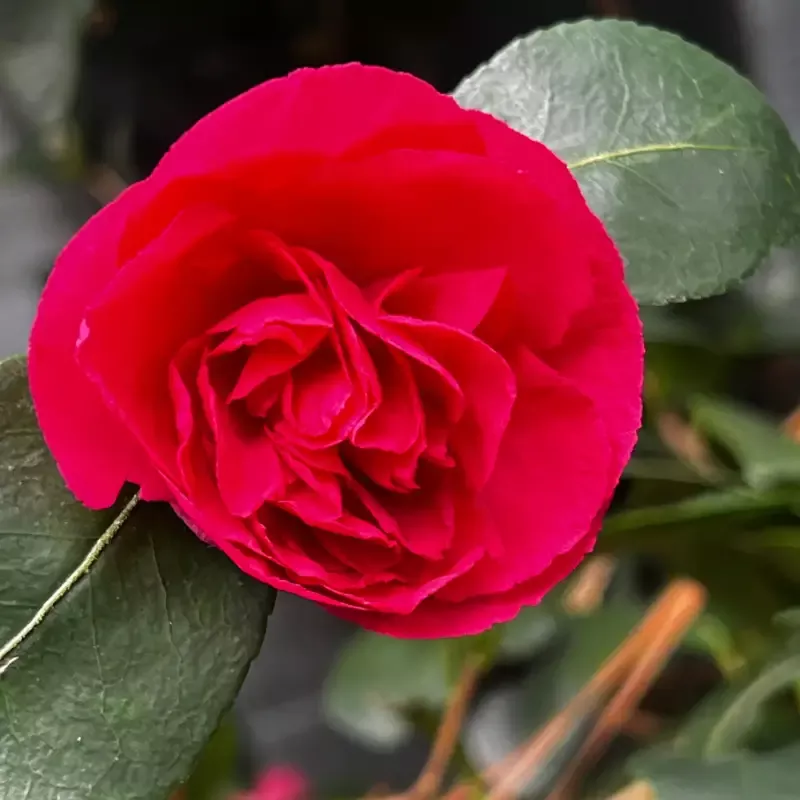 Camellia sasanqua ‘Bonanza’ – Bonanza Camellia
