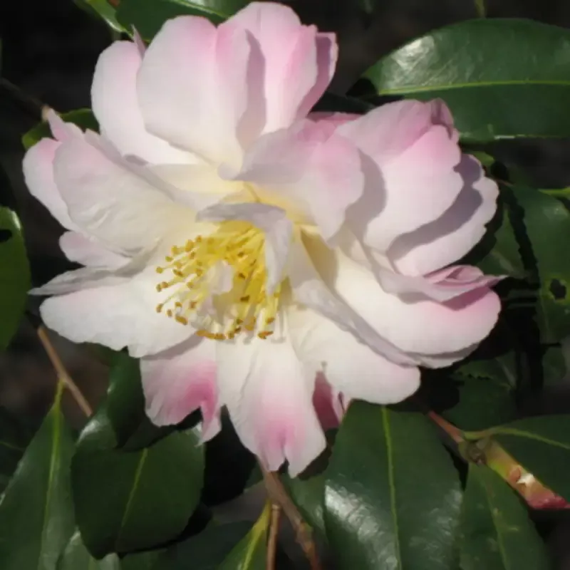 Camellia Star Above Star