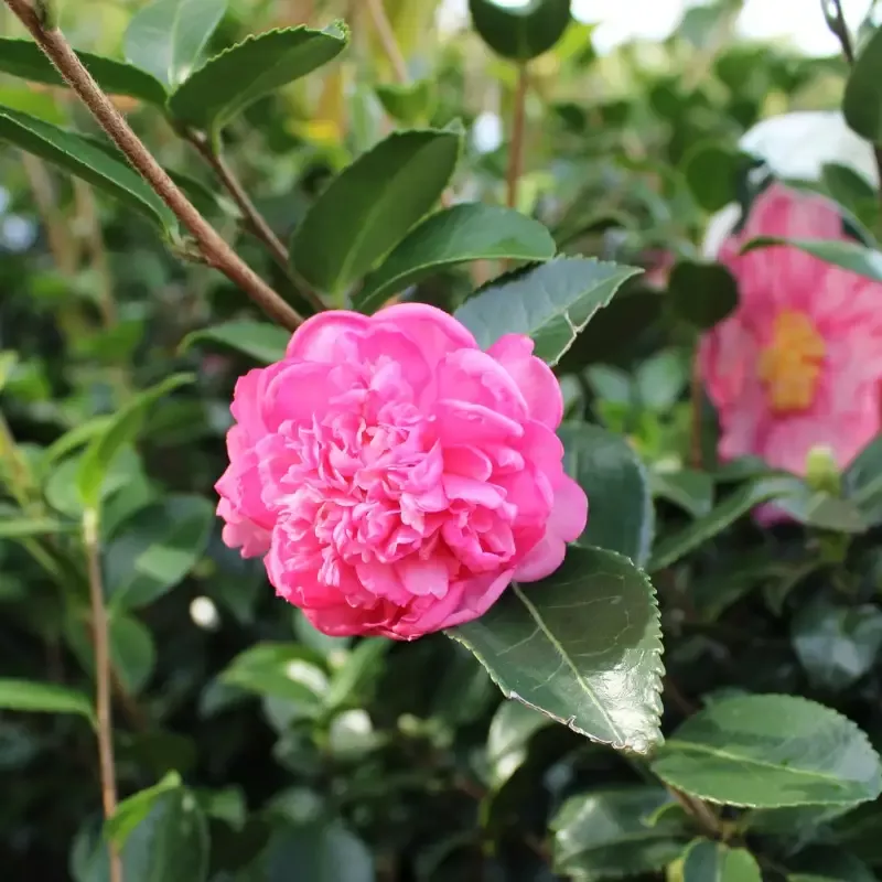 Camellia Winter’s Joy