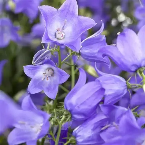 Campanula ‘Takion Blue’ Bellflower