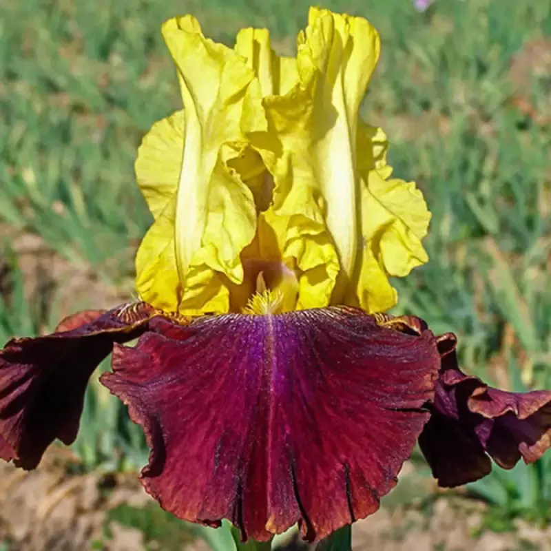 Canary Yellow Standards with Deep Magenta Falls