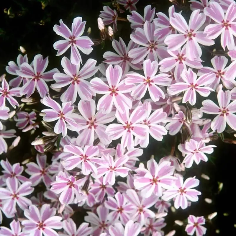 ‘Candy Stripe’ Creeping Phlox