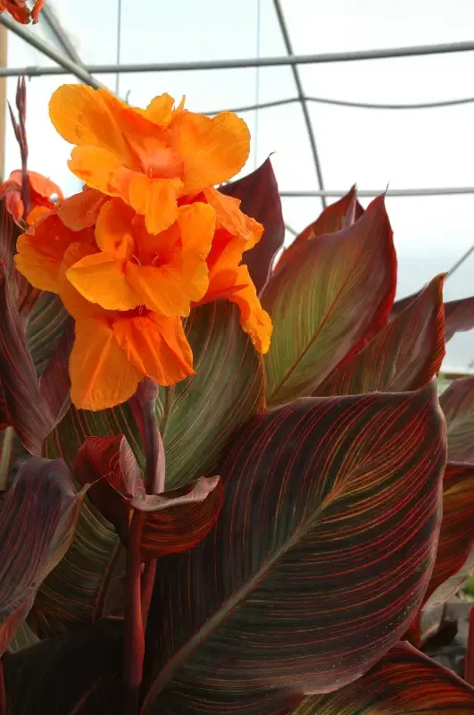 Canna “African Sunset”