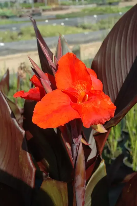 Canna “Australia”