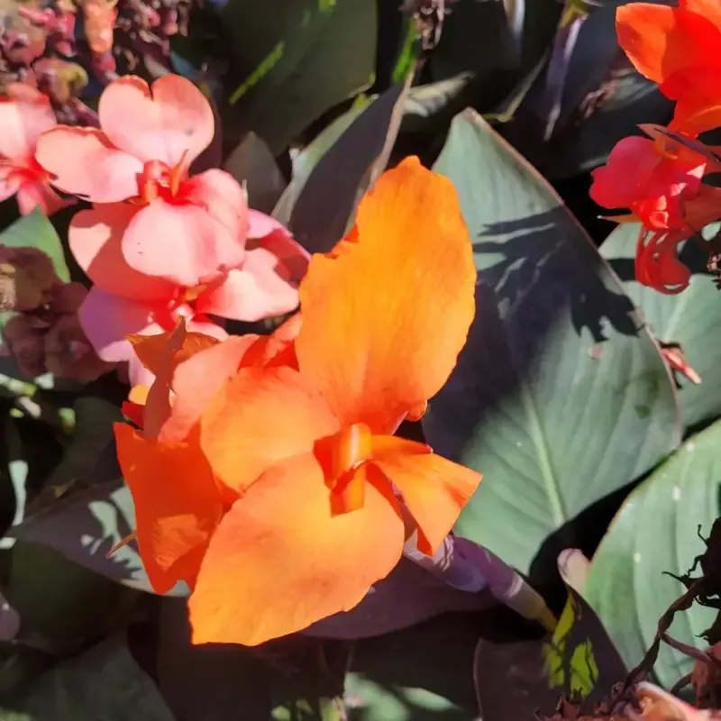 Canna ‘Cannova Bronze Orange’ Canna Lily