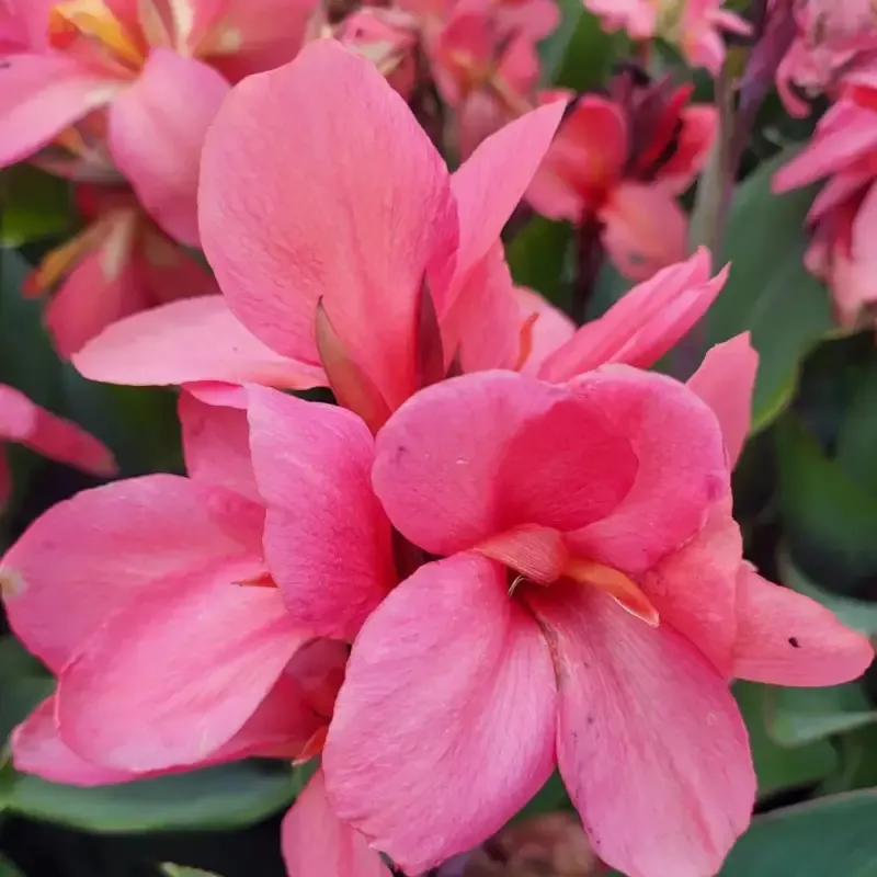 Canna Cannova Mango Lily – [EG]