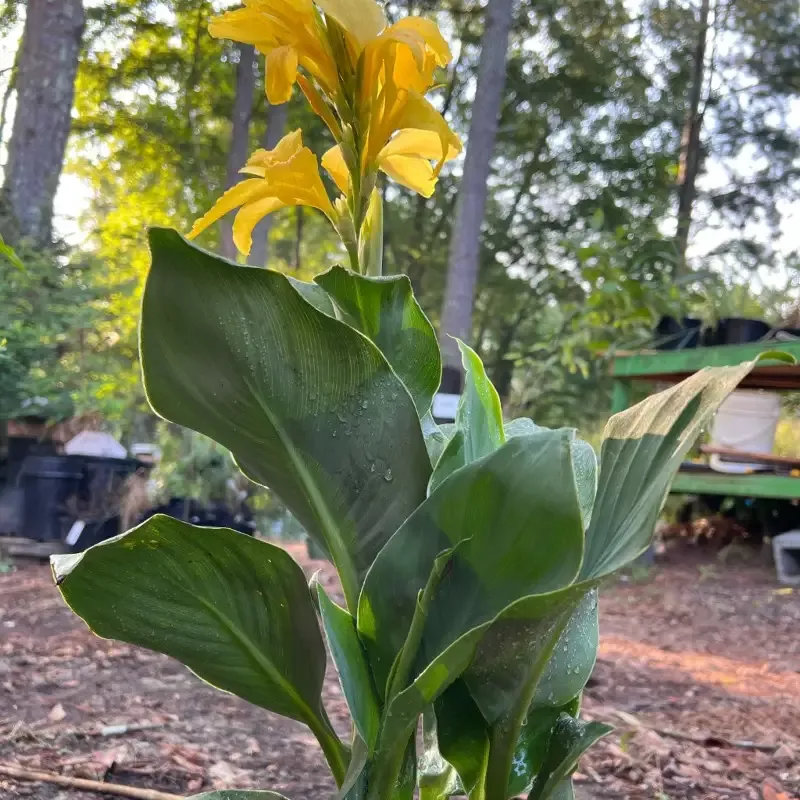 Canna Cannova Yellow Lily Shrub – [EG]