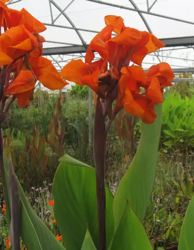 Canna “Emerald Sunset”