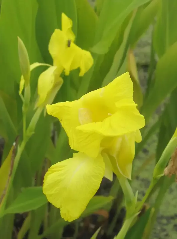 Canna “Flaccida” (Florida-Canna)