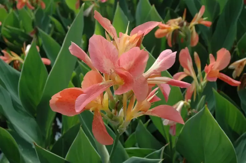 Canna “Freckle Face”