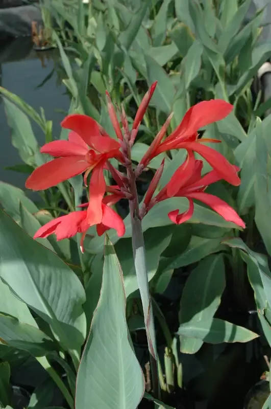 Canna Longwood “Endeavor”