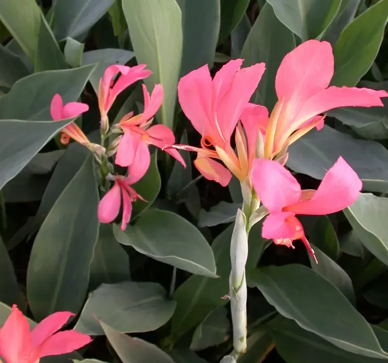 Canna Longwood “Erebus”