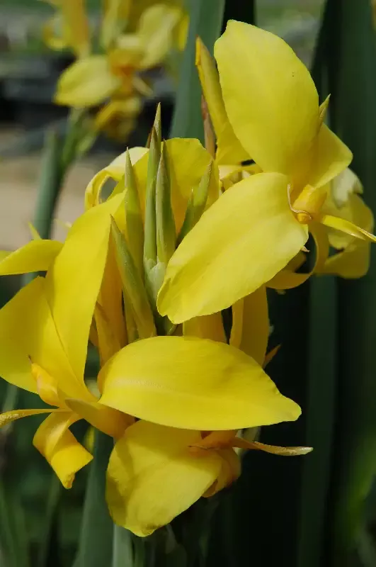 Canna Longwood “Ra”