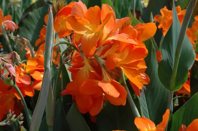 Canna “Orange Punch”
