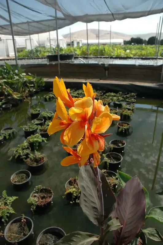 Canna “Pacific Beauty”