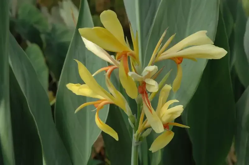 Canna “Paton”