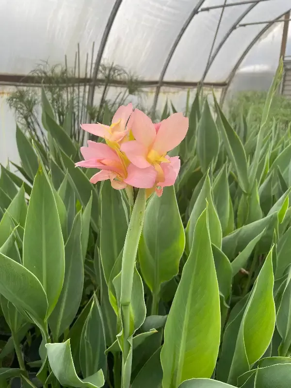 Canna “Peach Delight”