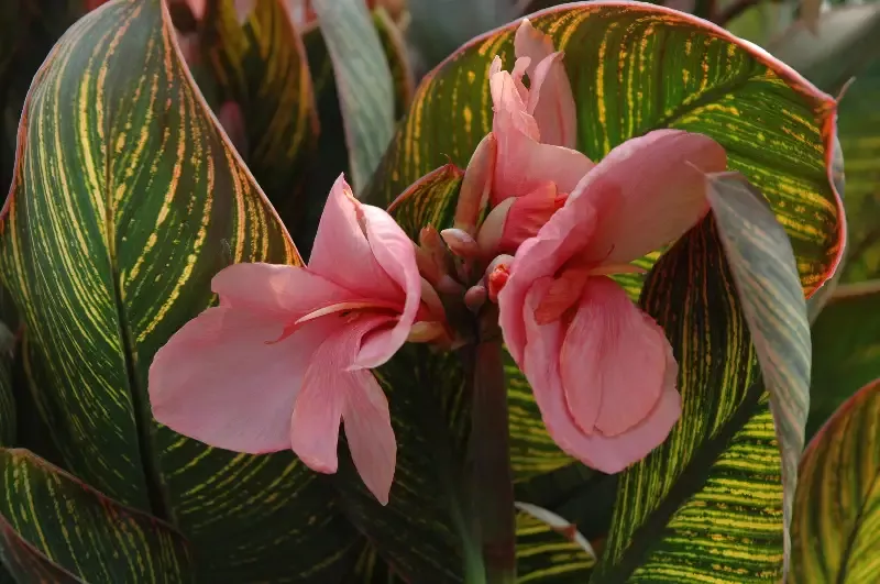 Canna “Pink Sunburst”