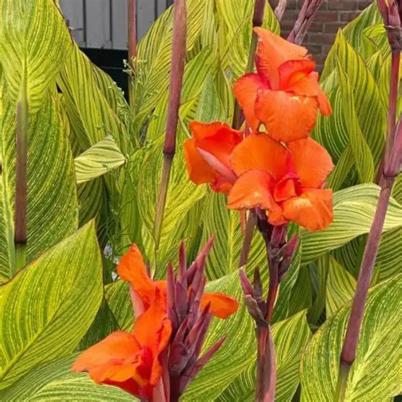 Canna ‘Pretoria’ aka ‘Bengal Tiger’ Canna Lily