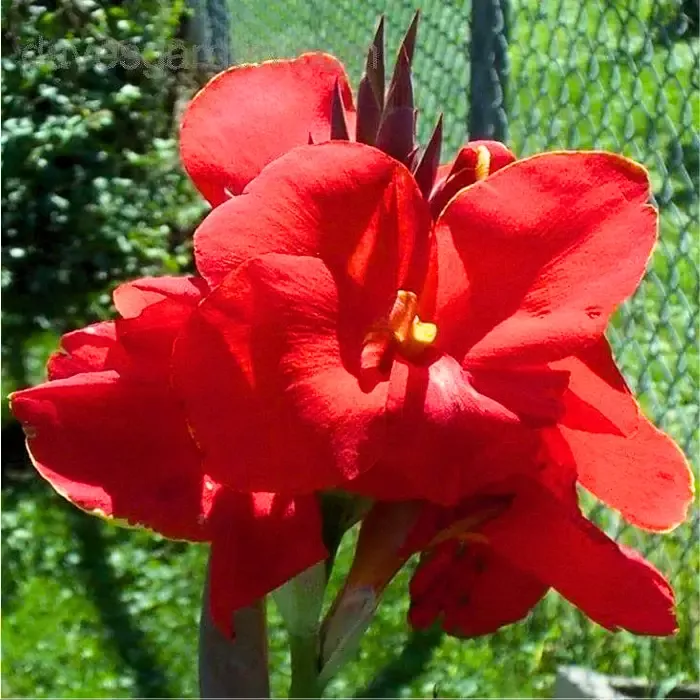 Canna ‘Red Velvet’ Dwarf Canna Lily