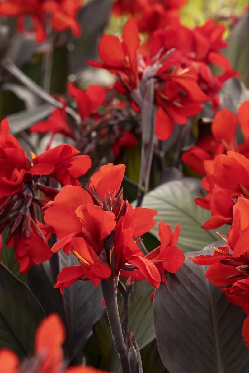 Cannova Bronze Scarlet Canna Lily