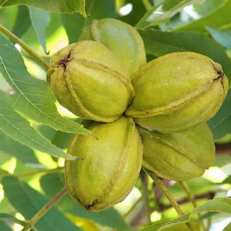 Cape Fear Pecan Trees