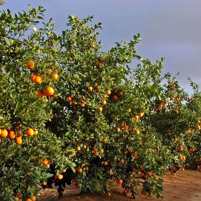 Cara Cara Orange Tree