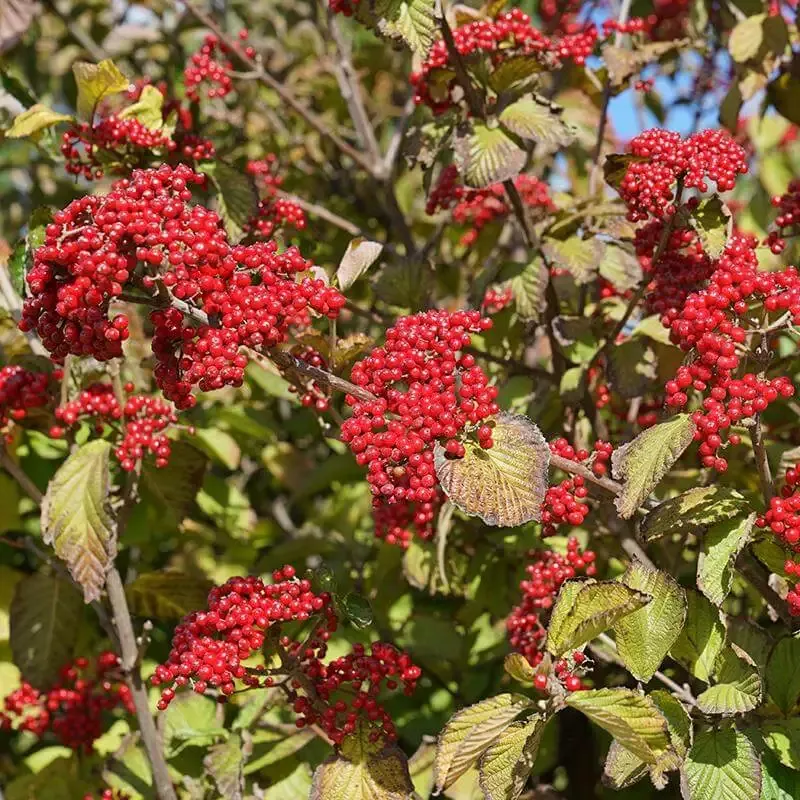 Cardinal Candy™ Linden Viburnum
