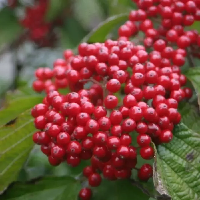 Cardinal Candy Viburnum